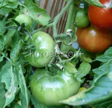 зеленые, красные и бурые помидоры на кусте