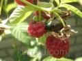 Куст малины с ягодами