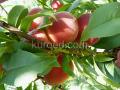 Персики сорта Редхейвен на ветке дерева