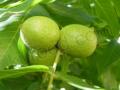 Зеленые грецкие орехи на дереве